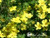 Sidabražolė krūminė 'Kobold' (lot. Potentilla fruticosa)